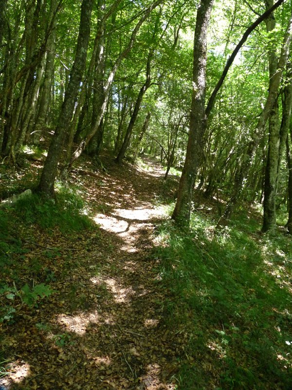 Basoan zeharreko bidexka