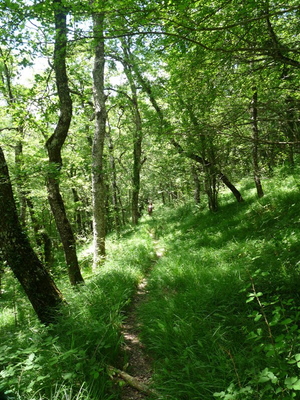 Basoan zeharreko bidexka