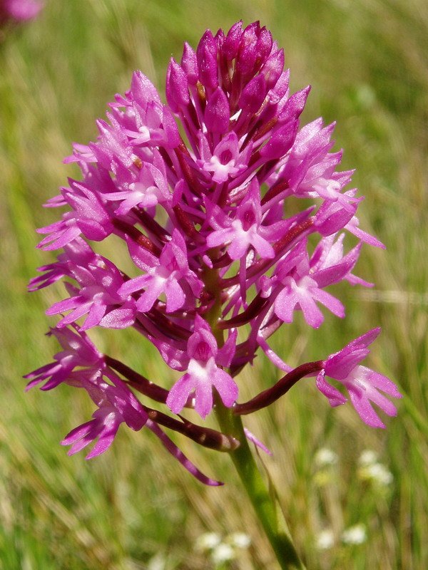 Anacamptis pyramidalis