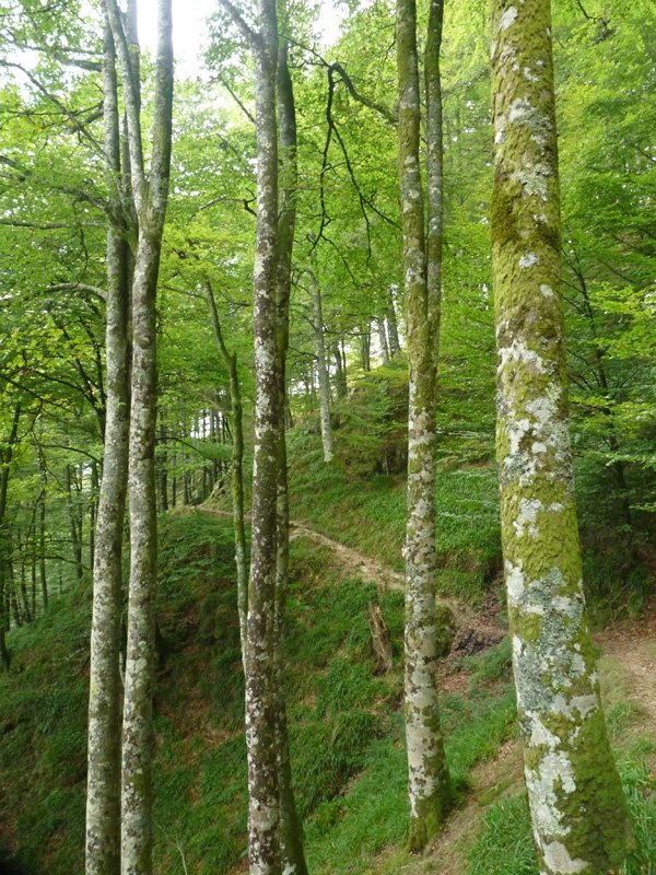 Nekaitzeko basoan zeharreko bidea