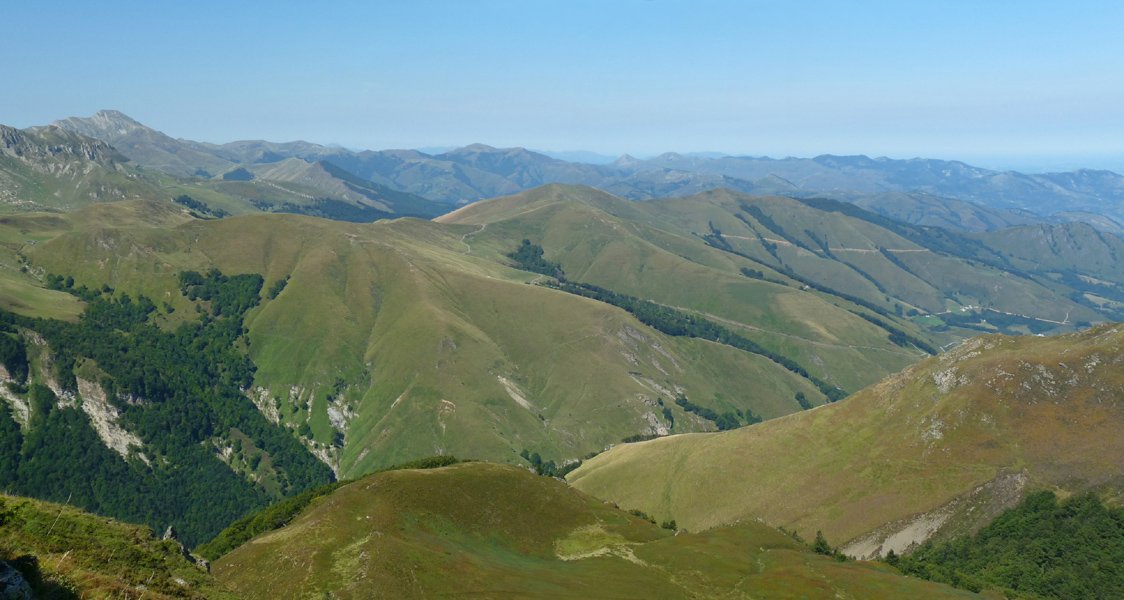 Sarimendi ekialdetik