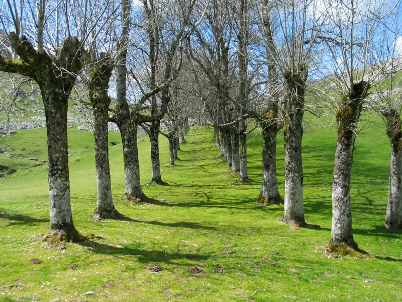 Ermitaren inguruko bide ertzeko lizarrak