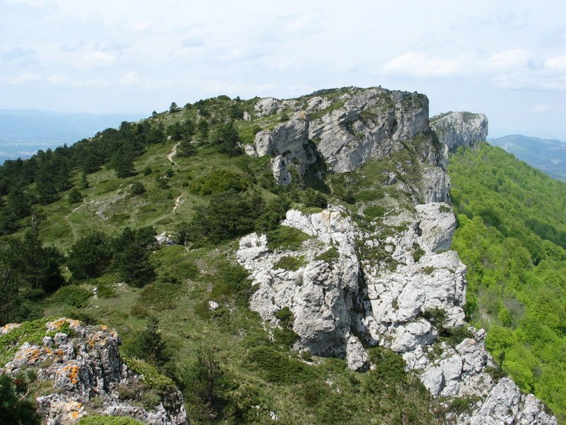 Mendebaldeko gandorra