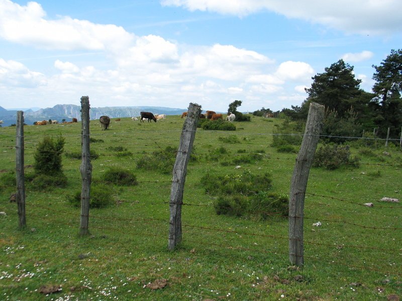 Tontorraren inguruak