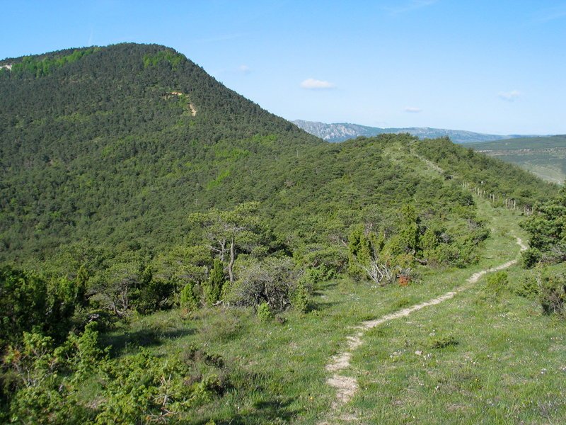 Iparraldeko gandorretik