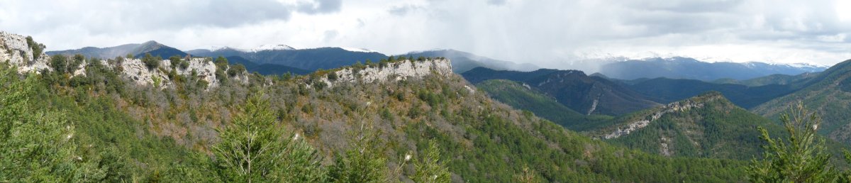 Arazekiko gandor basatia