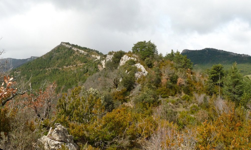 Arazekiko gailur basatia