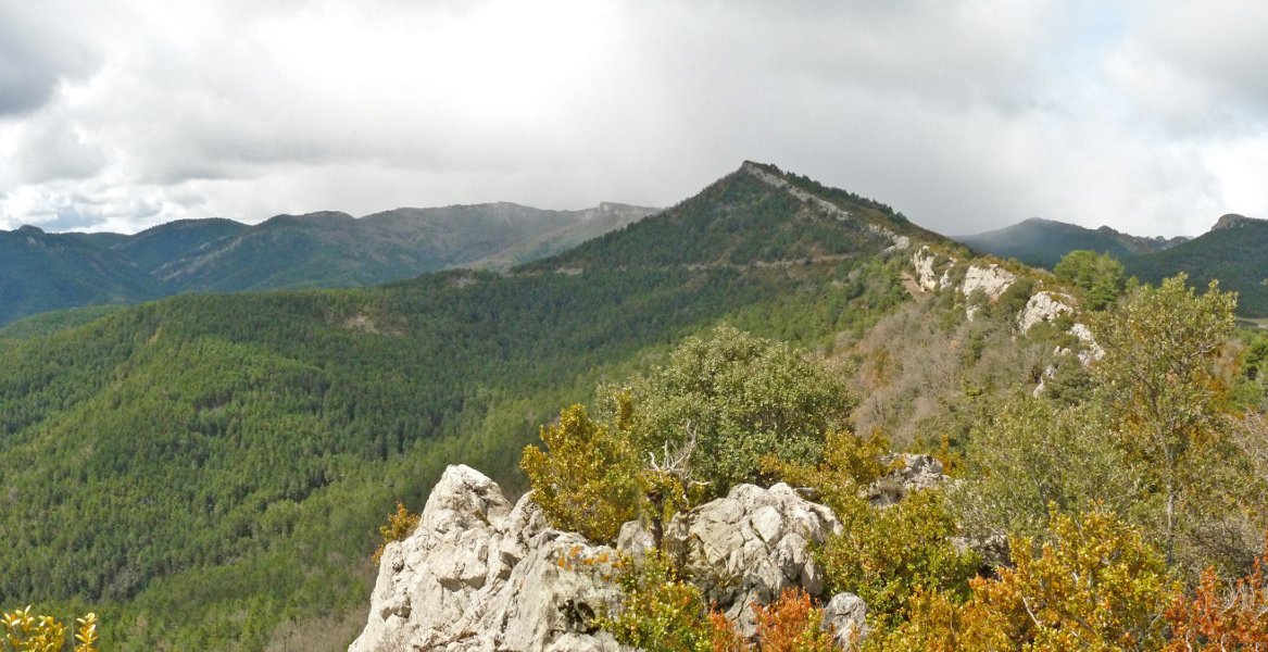 Arazekiko gandor basatia