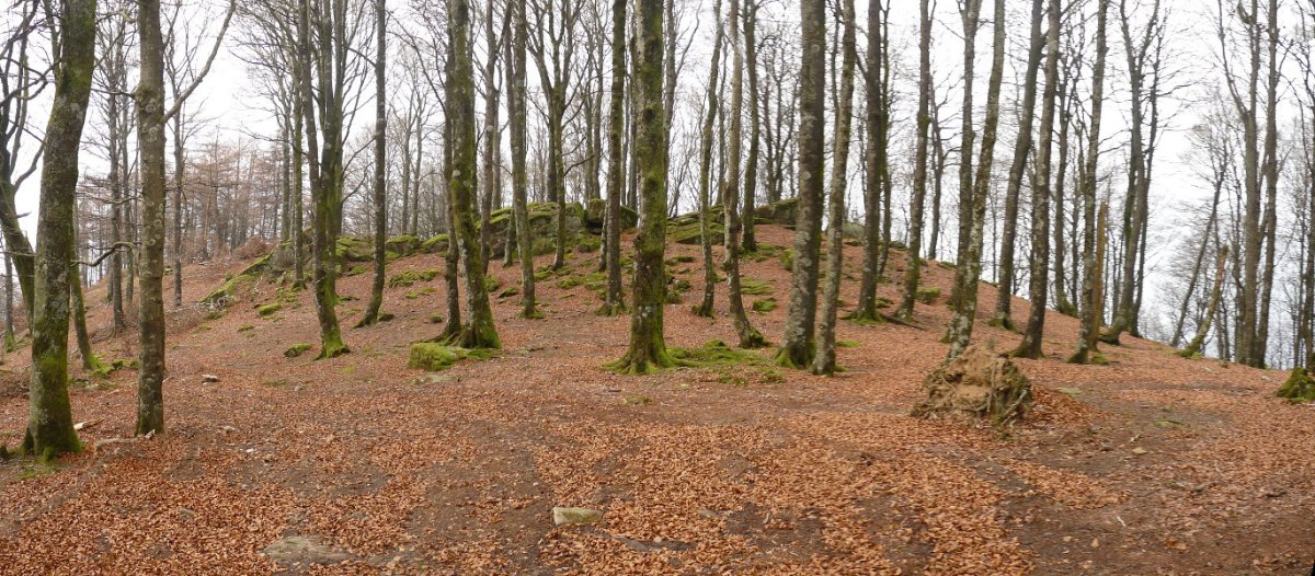 Kipularko gailurreko harriak, pagadiaren baitan