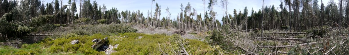 Txikitutako basoaren panoramika