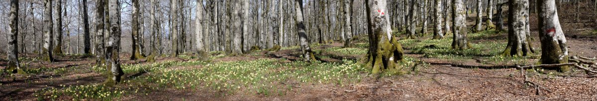 Pagadia udaberrian, Ekialdeko bizkarrean
