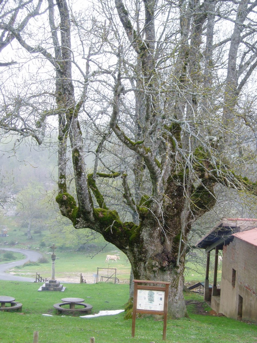 Sta. Teodosiako Lizarra