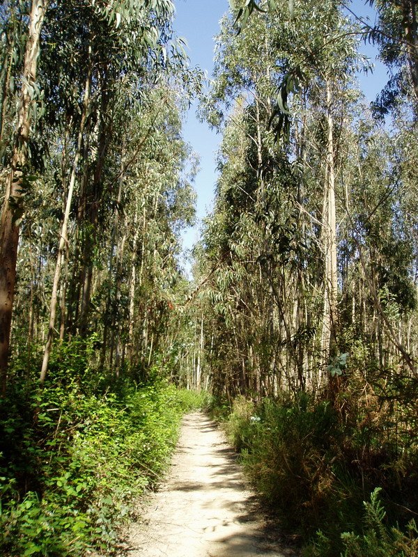 Mendi-bizkarreko bidea eukalipto artean