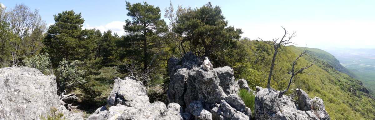 Honek ematen du tontorra