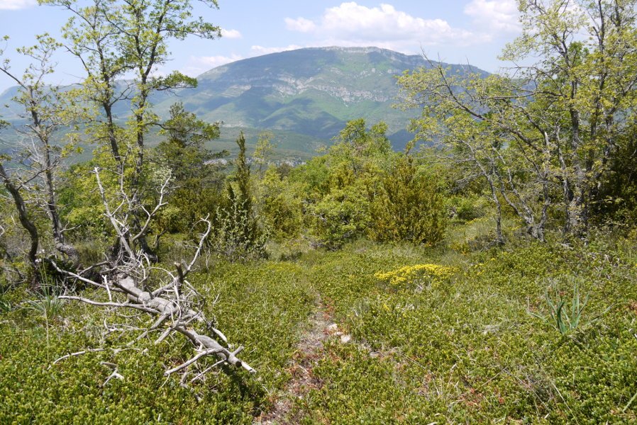Igoerako bidezidorra, Salvatierrako pista eta mendebaldeko bizkarra bitartean.
