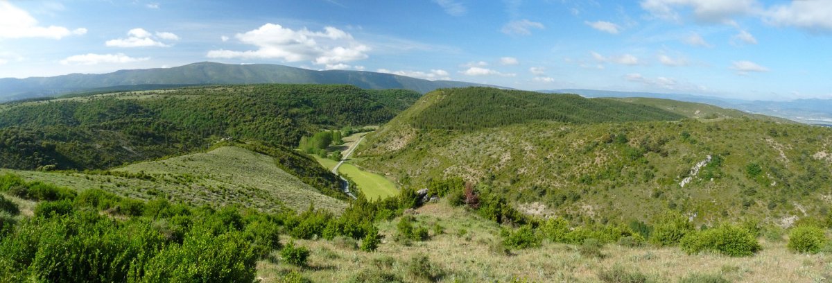 Leireko mendilerroa, Naparitik