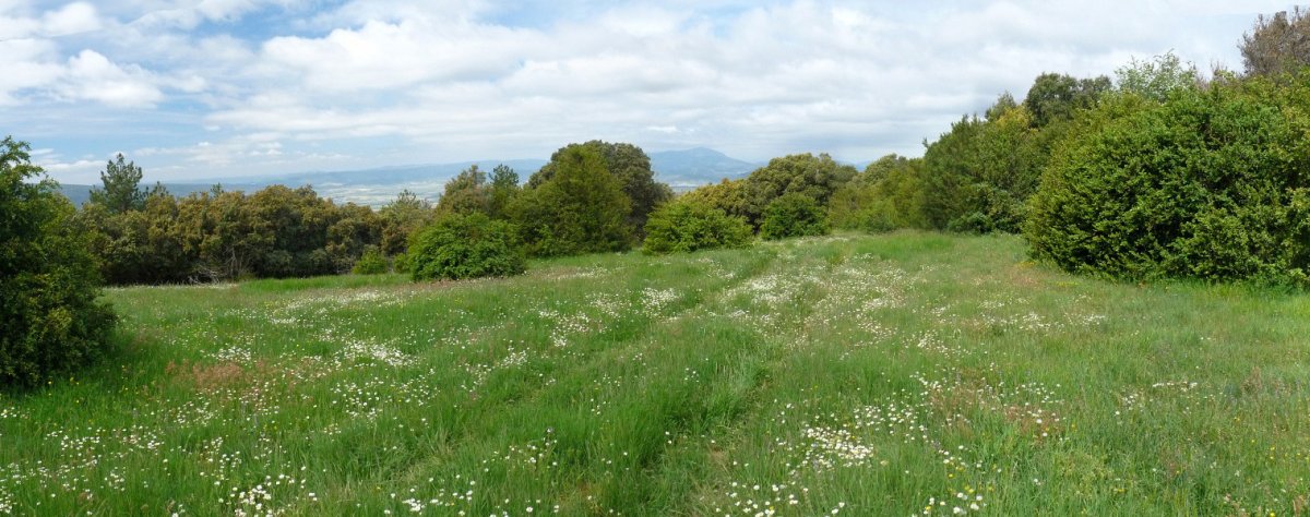 Bi gailurren arteko larreak