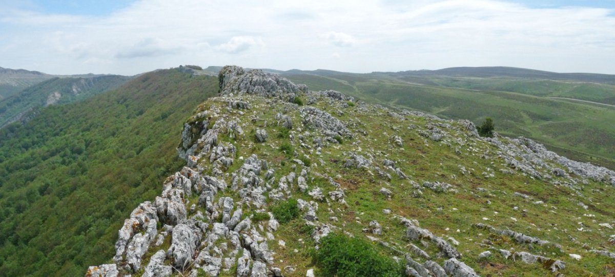 Eskalaborroko gandorra