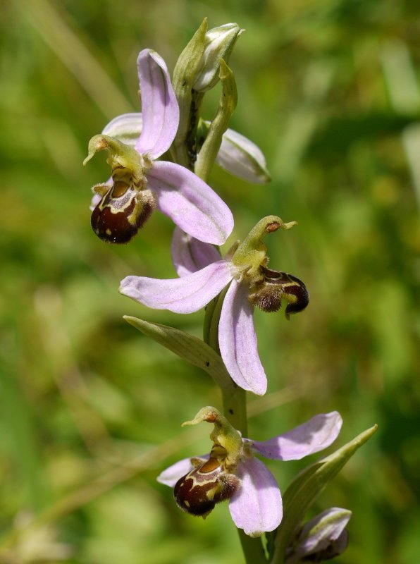 Ophrys generoko orkidea bat, errepide bazterrean