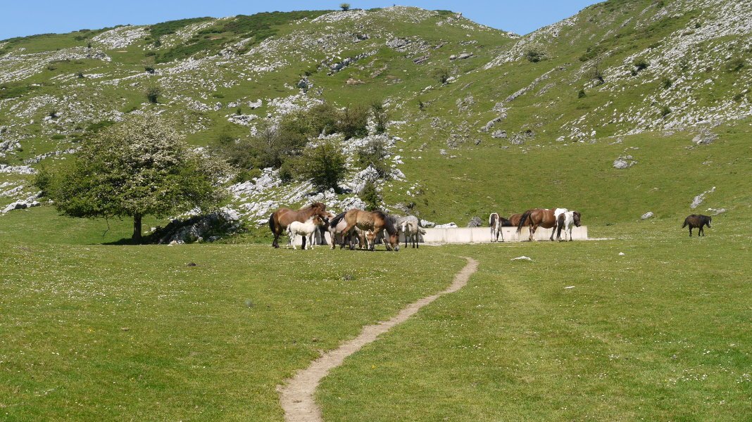 Abereak askaren inguruan