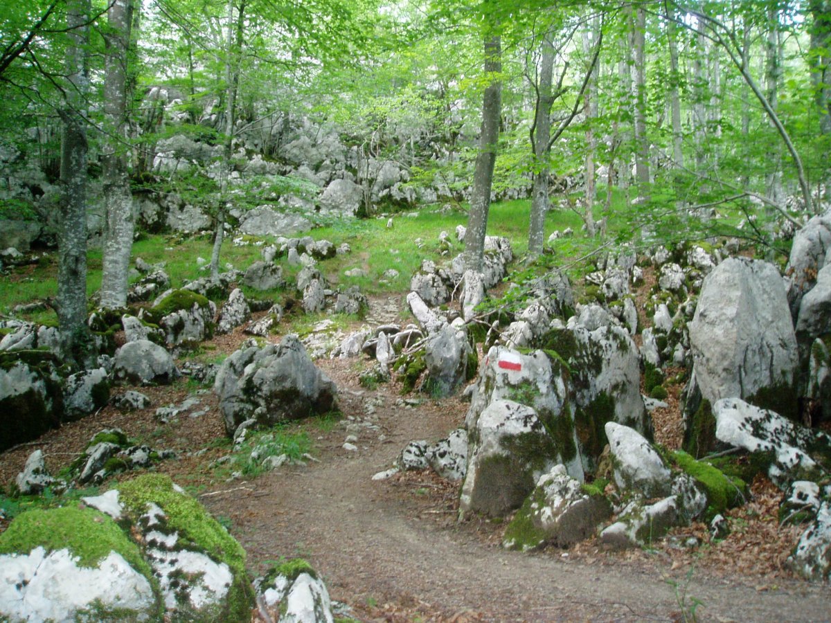 Irupagoeta-Lizarrusti