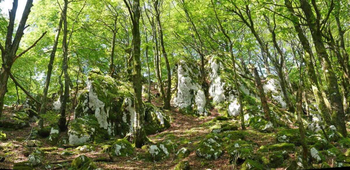 Akierreko basoa eta gandorra
