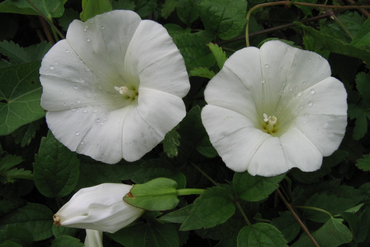 Calystegia sepium