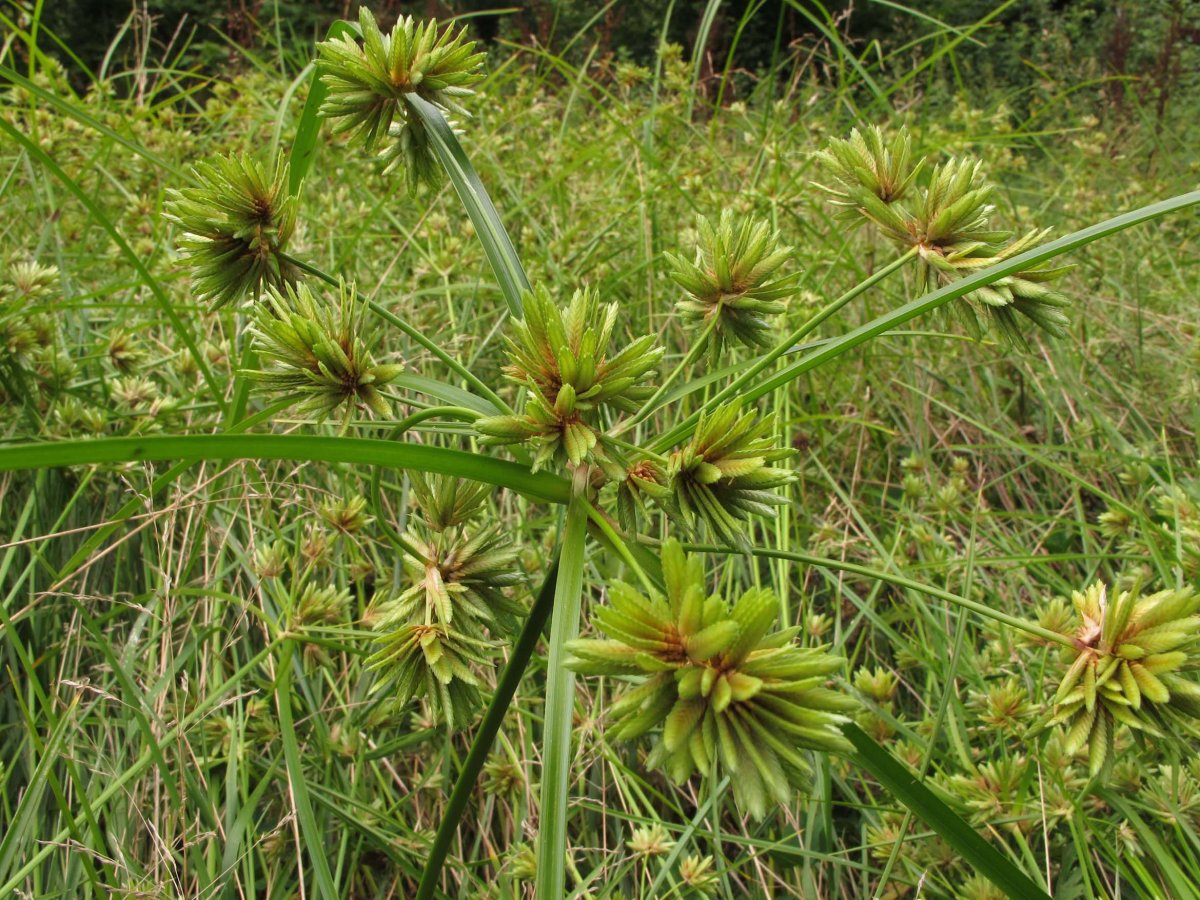 Cyperus eragrostis