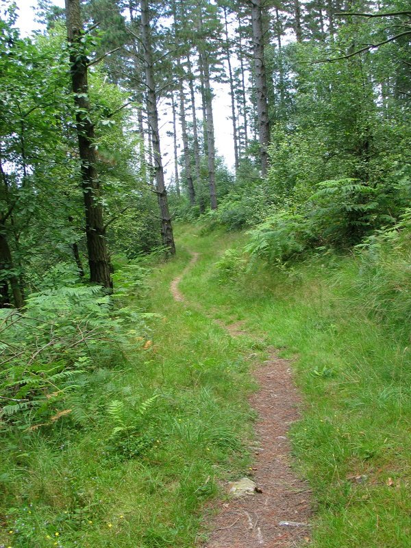 Bidea pinudian barrena