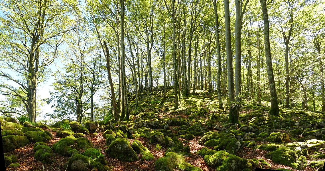 Goiko soroko gailurra