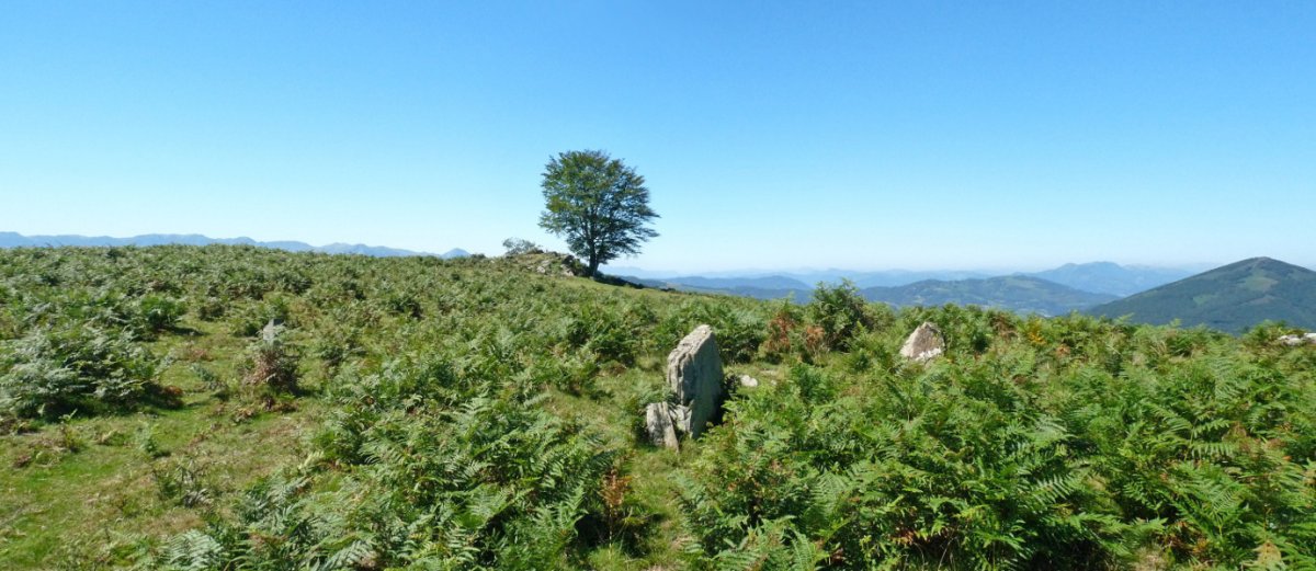 Biuztaingo trikuharria