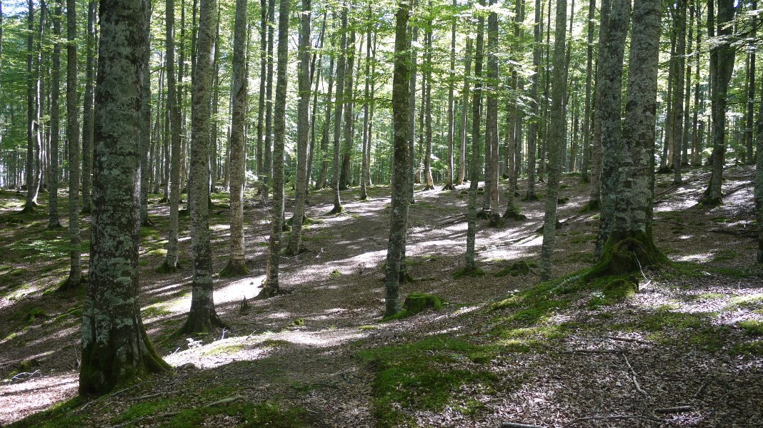 Jaitsiera basoan barrena, Zubarrieta aldean