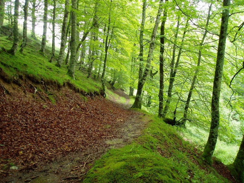 Egurgitik igotzen den bidea