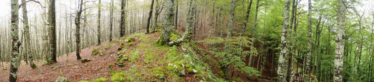 Ipar-mendebaldeko bizkarra