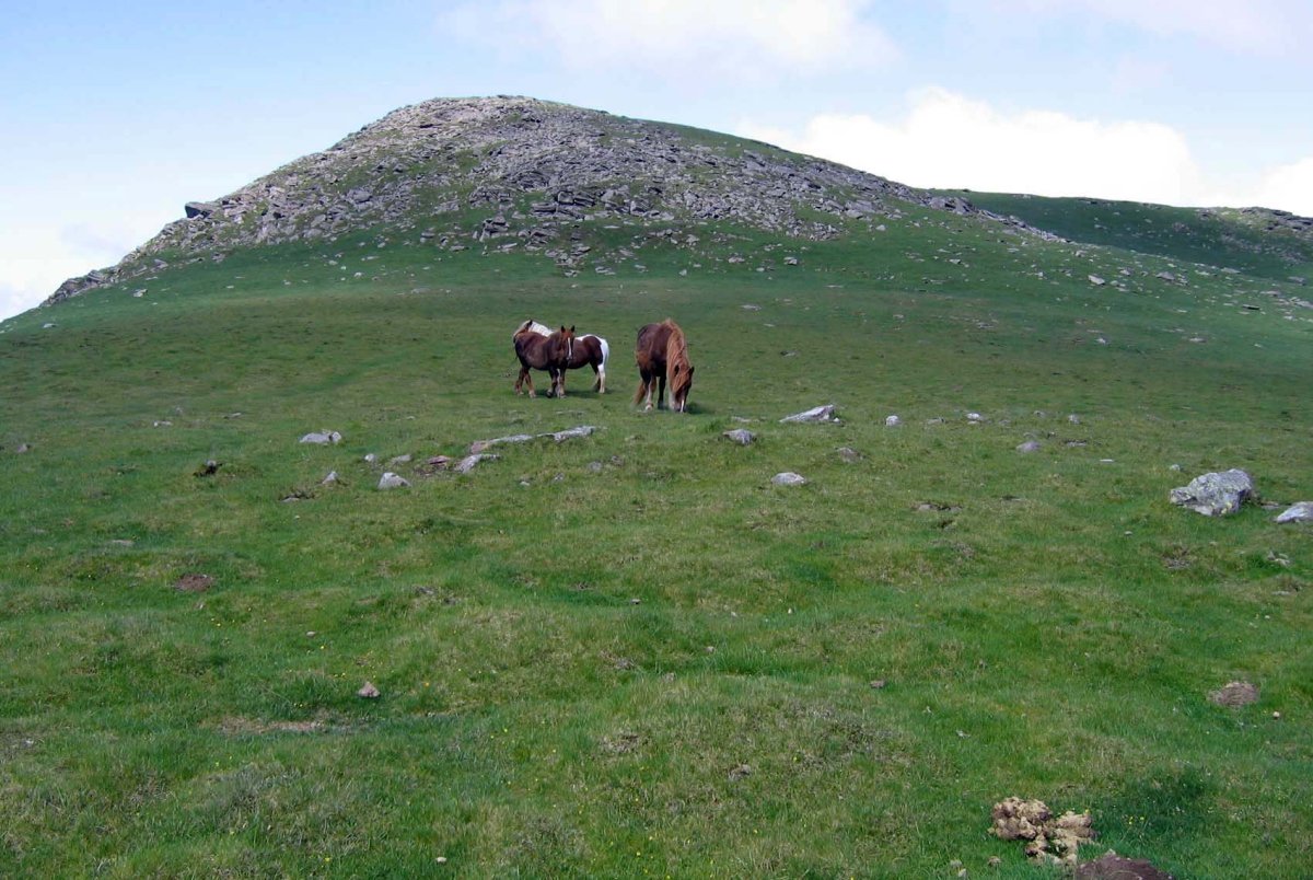 GARTZAGA IPAR / AZKENAZKO LEPOA