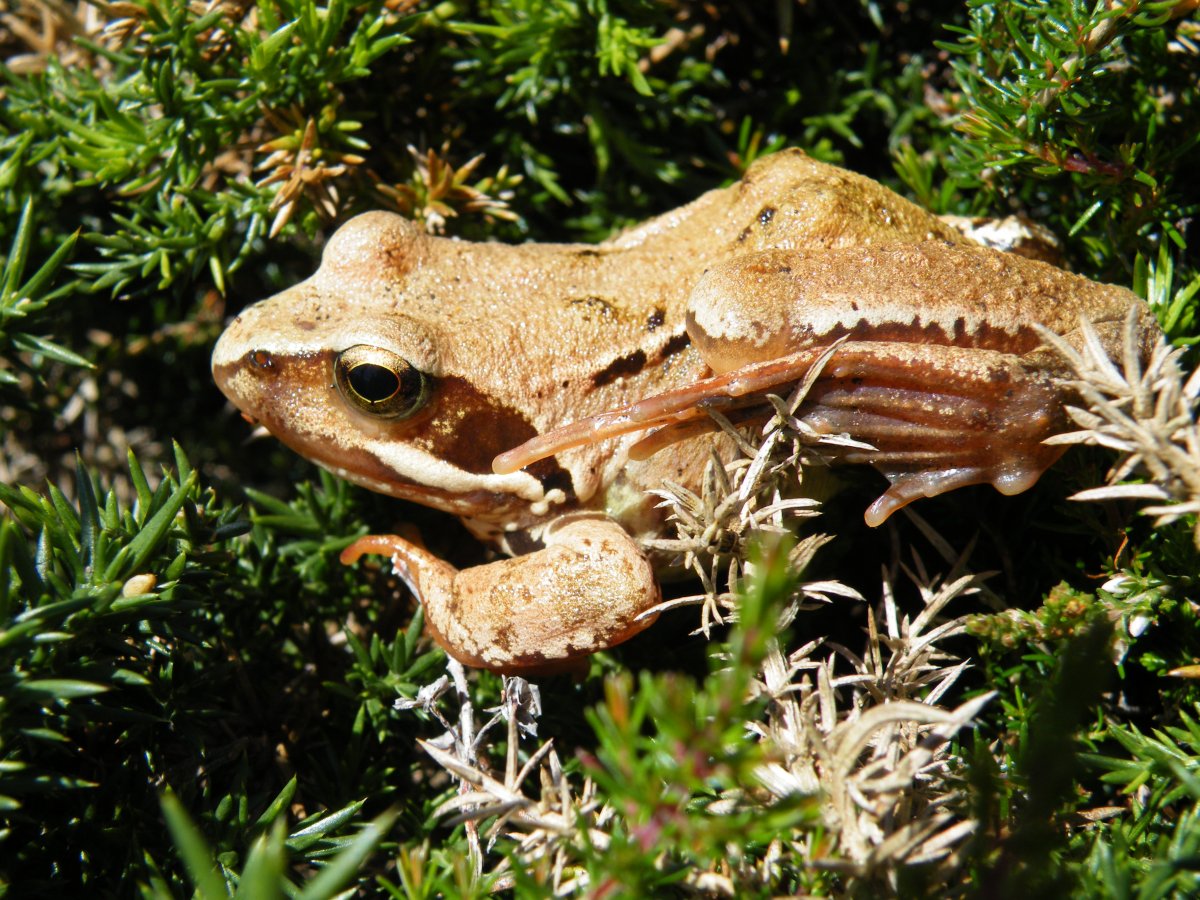 Igoeran aurkitutako laguna