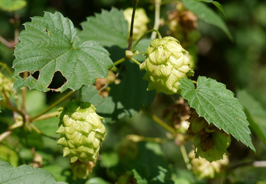 Lore elkarteak eta goiko hostoak