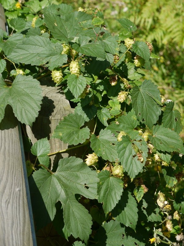 Landarea, errepide bazterreko hesian bilduta