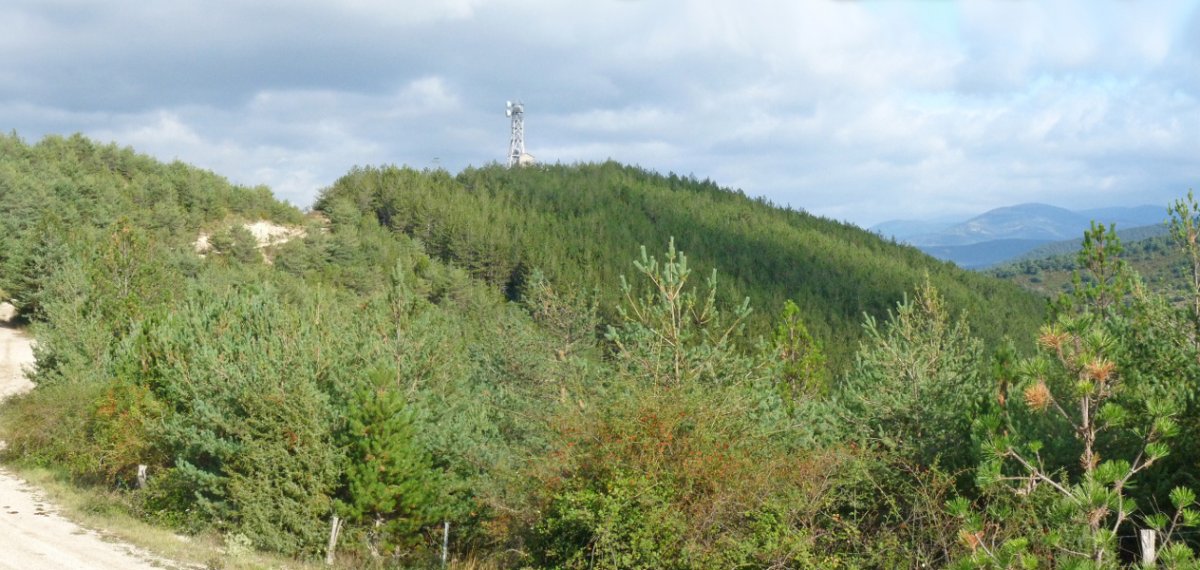 Oihanburu, Lertxundiren antenadun adartxo bat