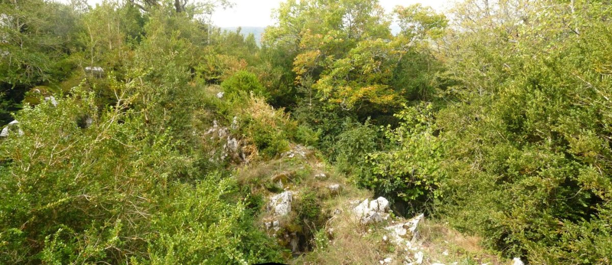 Harrizko zubi natural bat, landaretzak estalita