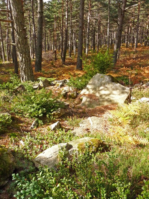 Mata del Cleveko trikuharria