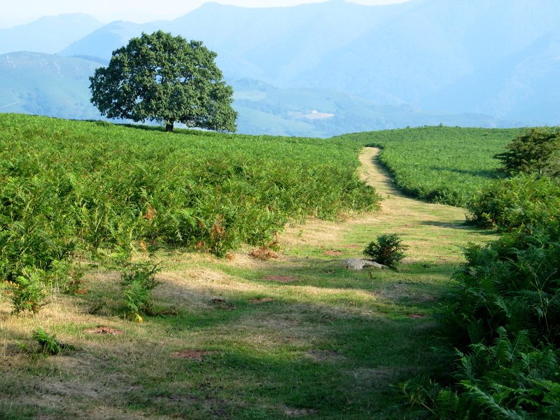 Lizarreta aldetik igotzen den bidea