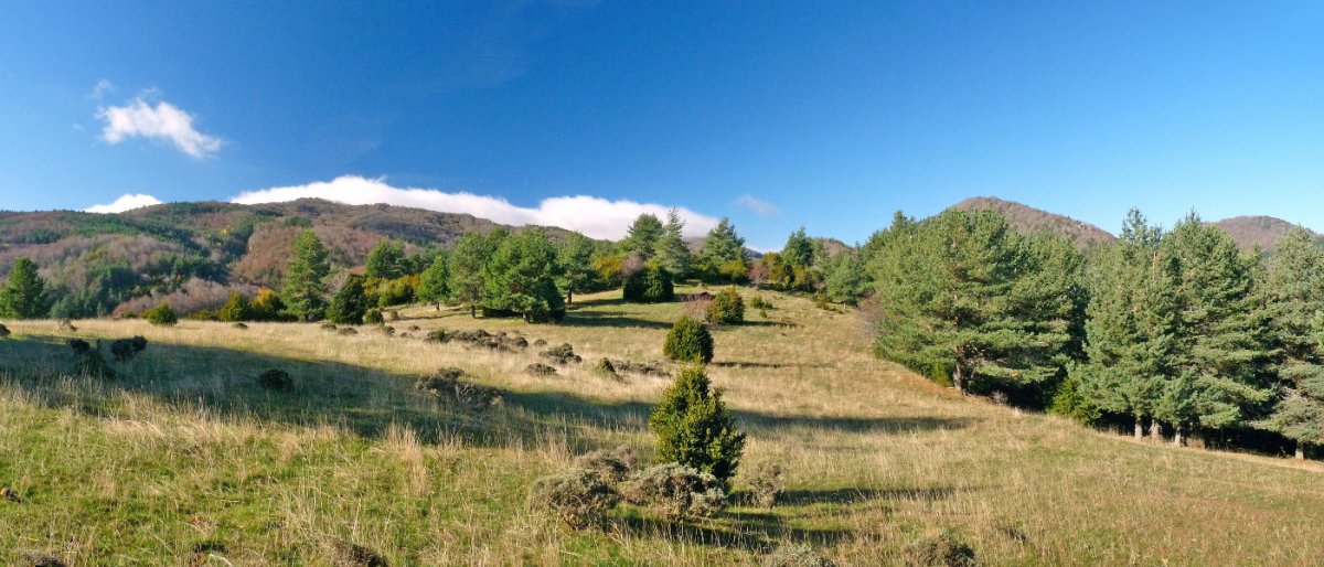 Olbideako gailurreko larreak