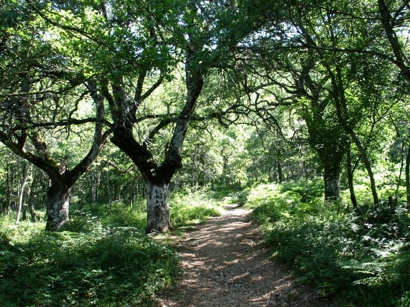 Igoerako bidea Irurtzun aldetik, hariztian barrena