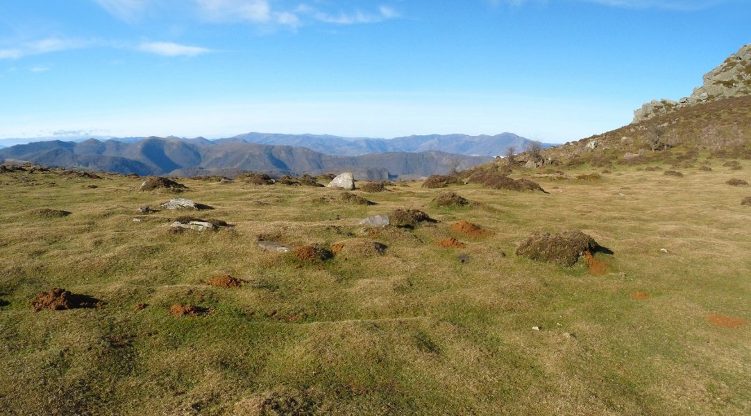 Gorospilgo lepoko harrespilak