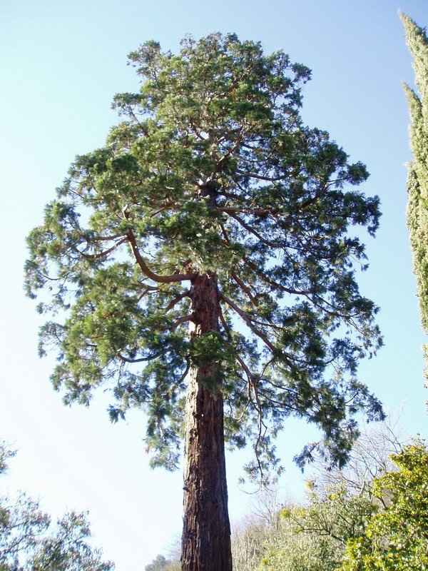 Aldameneko sekuoia handia