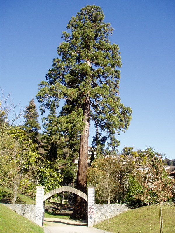 Aldameneko sekuoia handia