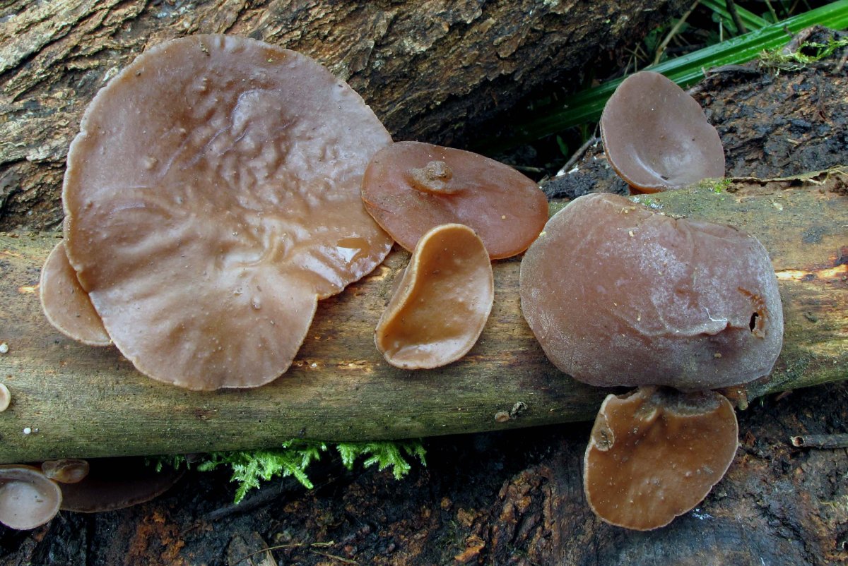 Auricularia auricula-judae Sambucus nigra-ren egurrean