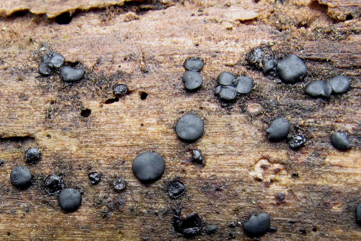 Durella macrospora Alnus glutinosa-ren egurrean