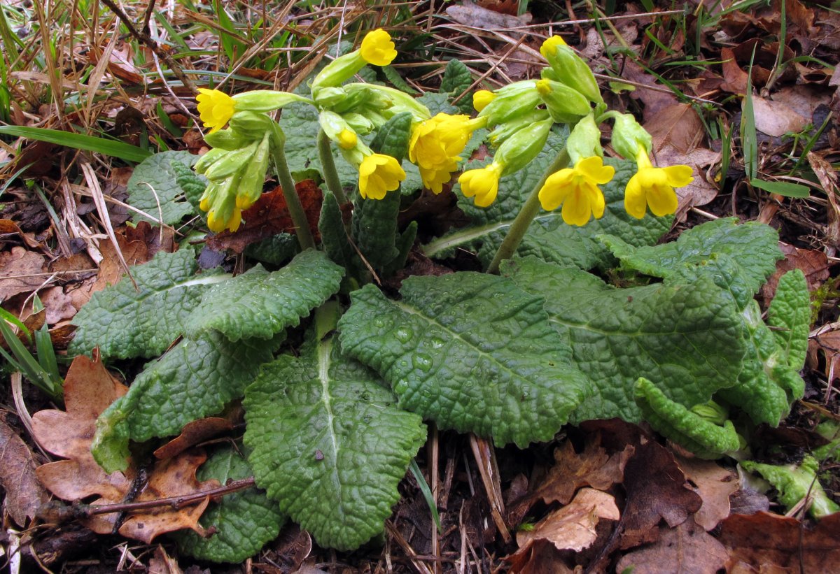 Primula alatior